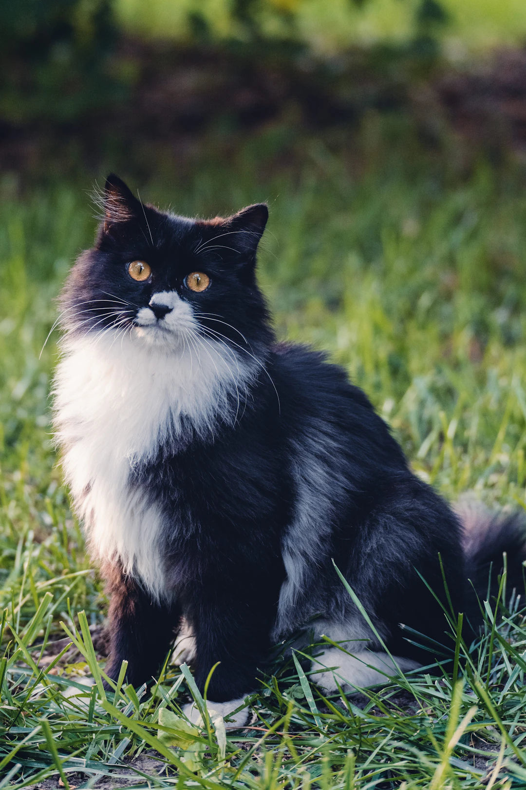 猫との生活がもたらす素晴らしいメリット