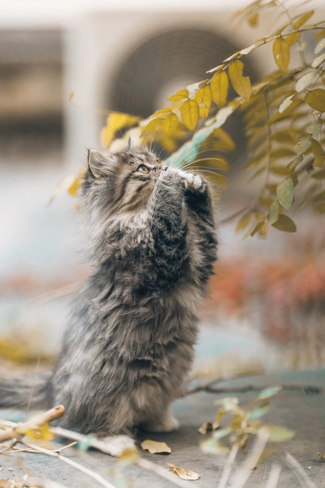 猫のライフステージごとのケア完全ガイド