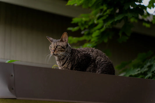 猫を飼う前に知っておくべきこと