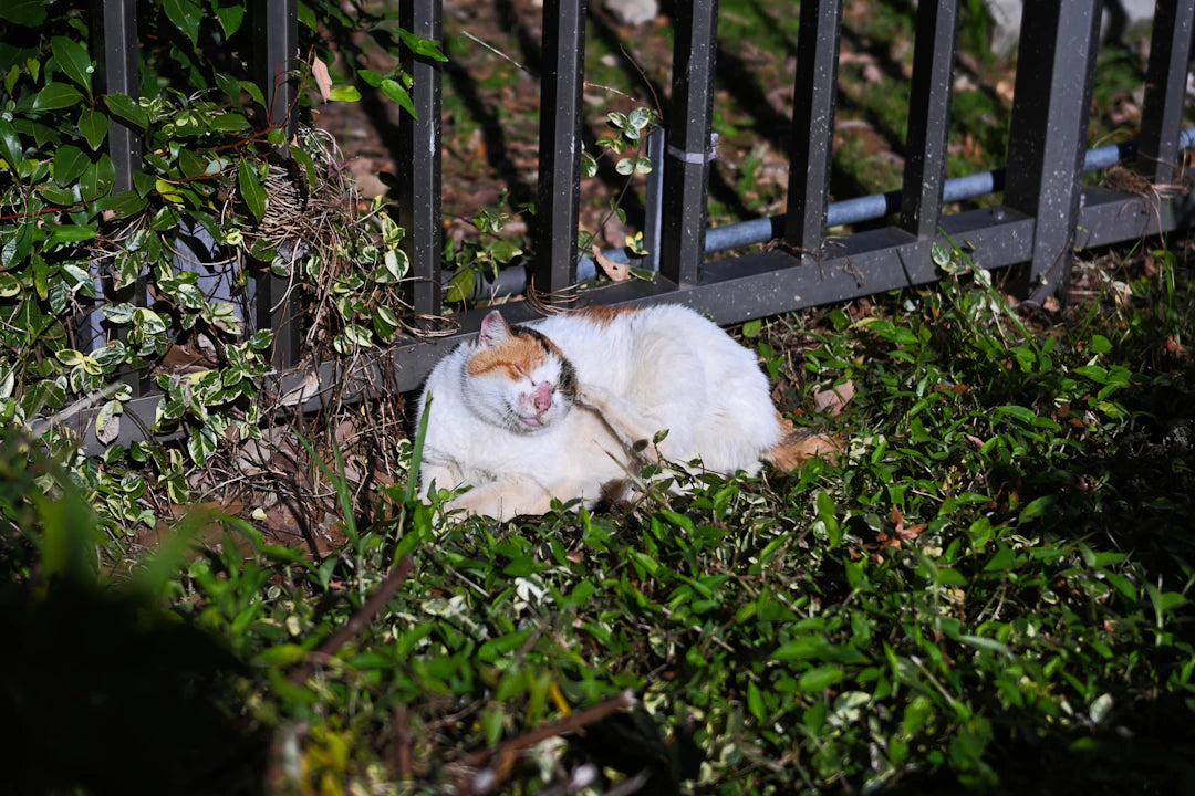 猫の飼育に必要な設備を徹底解説