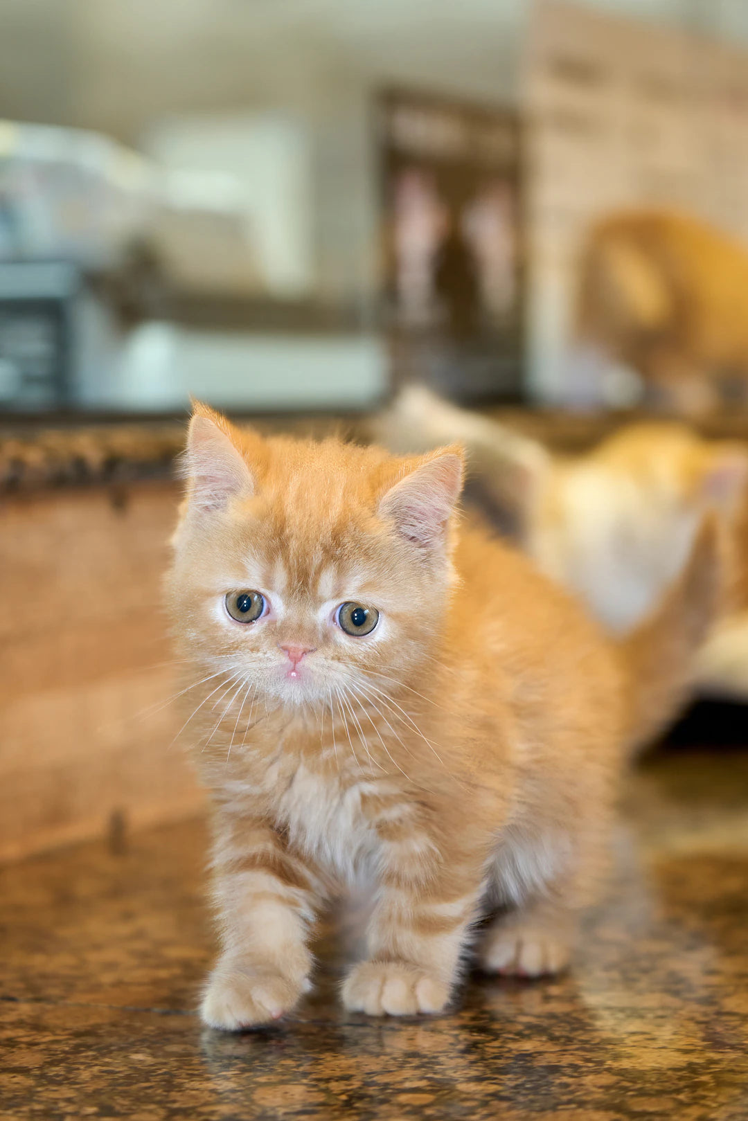 猫が必要とする栄養成分に迫る