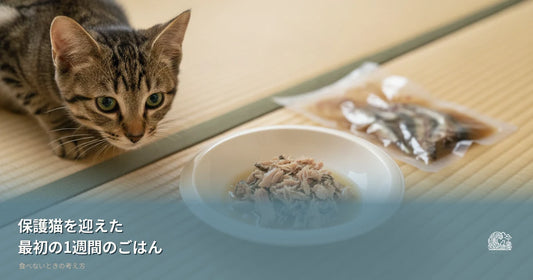 保護猫を迎えた最初の1週間、ごはんはどうする