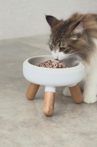 猫が美味しそうにウェットフードを食べている動画